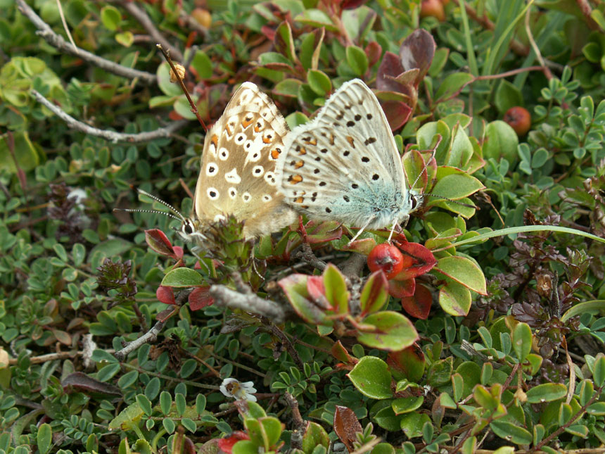 Chalkhill Blues on the Mill Hill Cutting