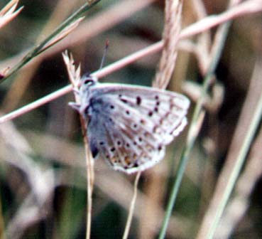 Chalkhill Blue (Photograph by Andy Horton)