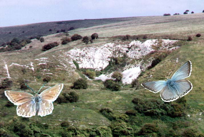 Photograph by Andy Horton (Chalkhill, male, by Ray Hamblett)