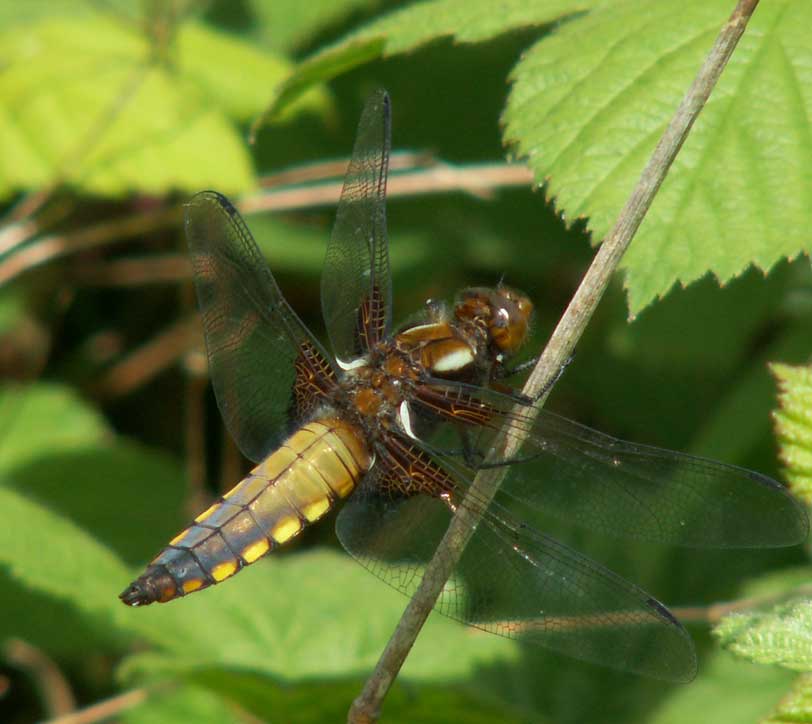 Broad-bodied Chaser