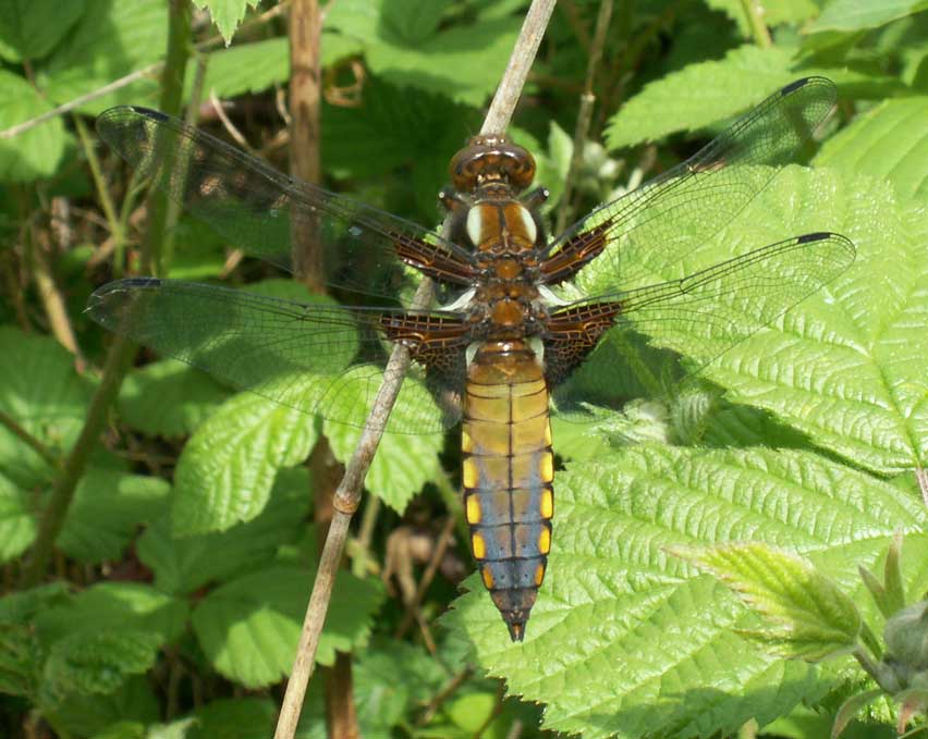 Broad-bodied Chaser