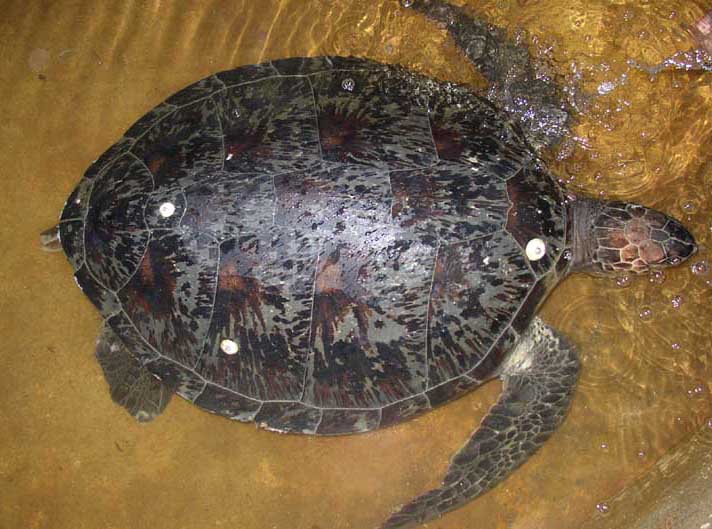 Green Turtle found on Guernsey 1/2003 (Photograph  by Richard Lord, Guernsey)