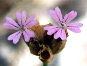 Childing Pink (Photograph  by Andy Horton)