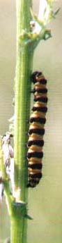 Caterpillar of the Cinnabar Moth (Photograph by Andy Horton)