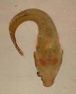 Underside of the Clingfish (Photograph by Ray Hamblett)