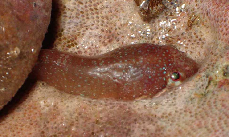 Small-headed Clingfish (Photograph by Andy Horton)