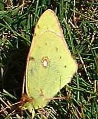 Clouded Yellow (Photograph by Ray Hamblett)