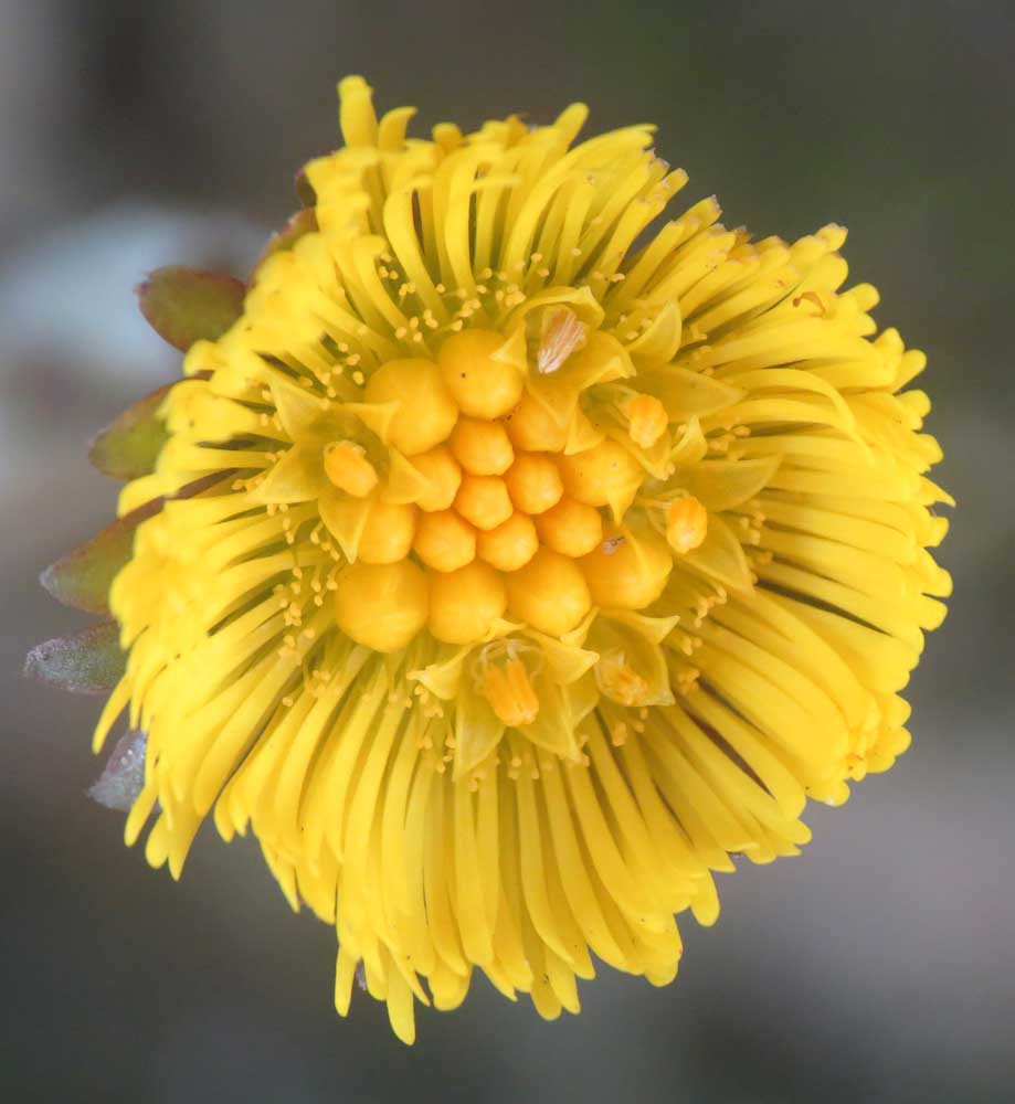 Coltsfoot