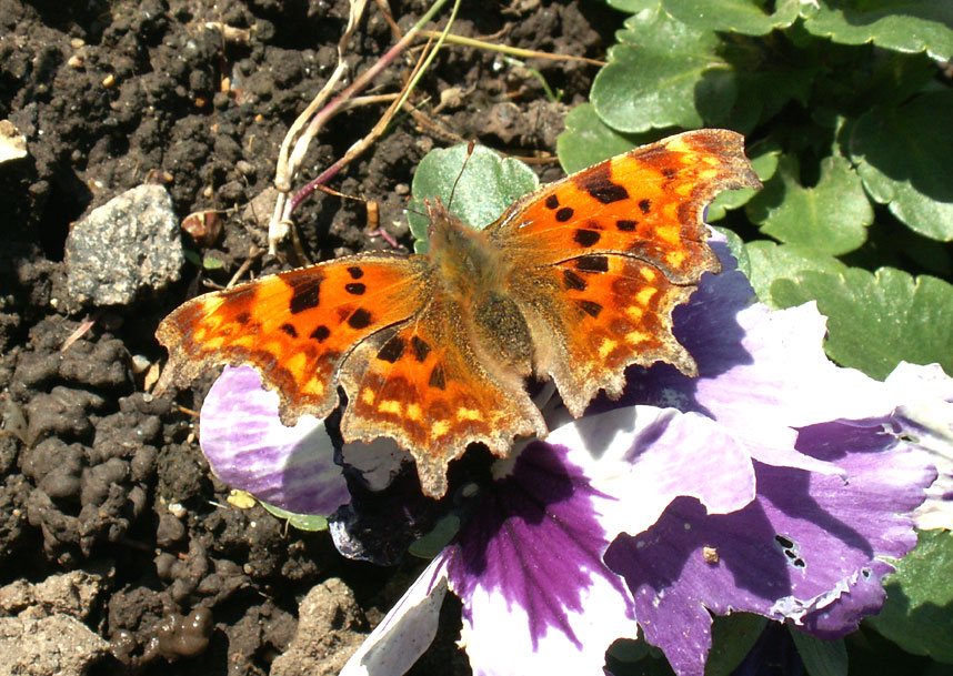 Comma Butterfly