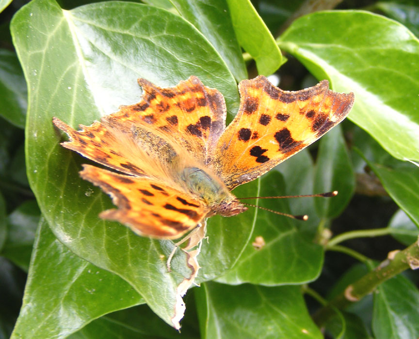 Comma