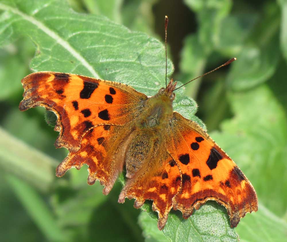 Comma Butterfly on Mill Hill