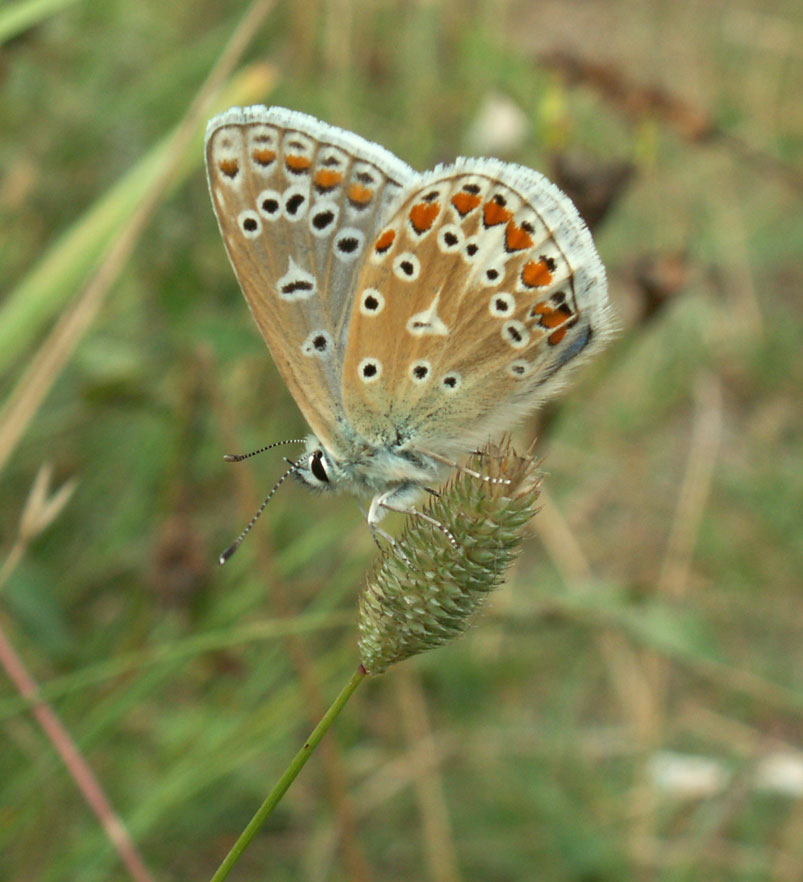 Common Blue