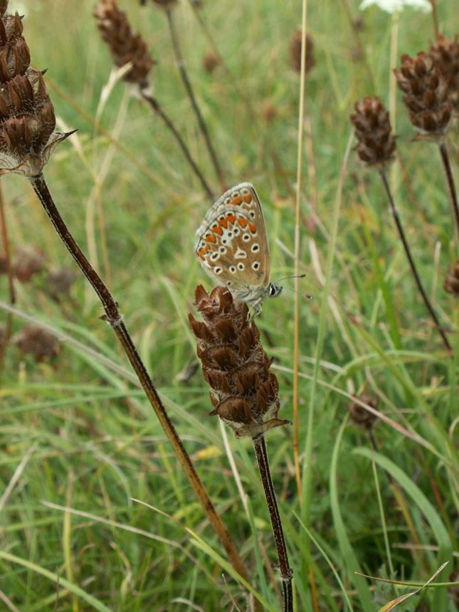 Common Blue on Anchor Bottom (Habitat shot)