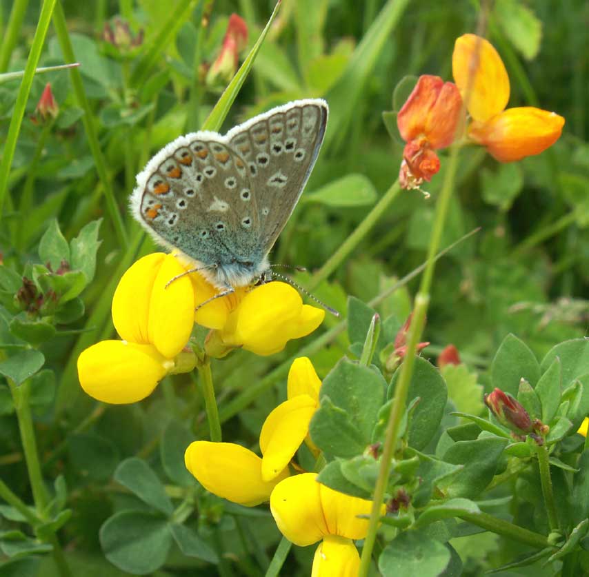 Common Blue on Bird's Foot Trefoil