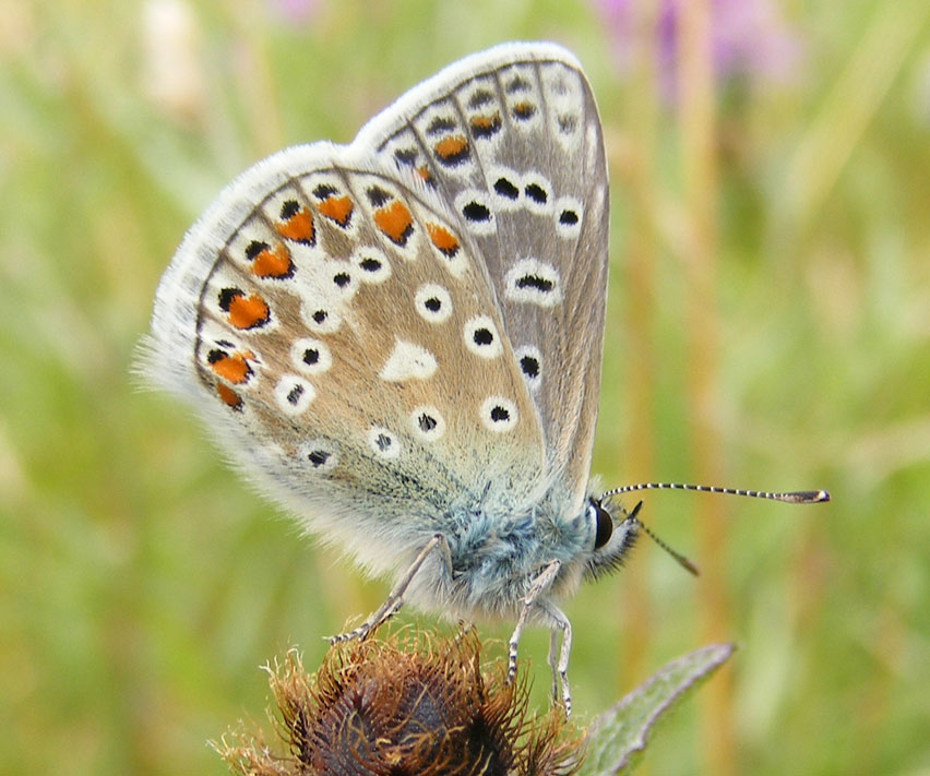 Common Blue on Hardhead (Mill Hill, upper meadow)