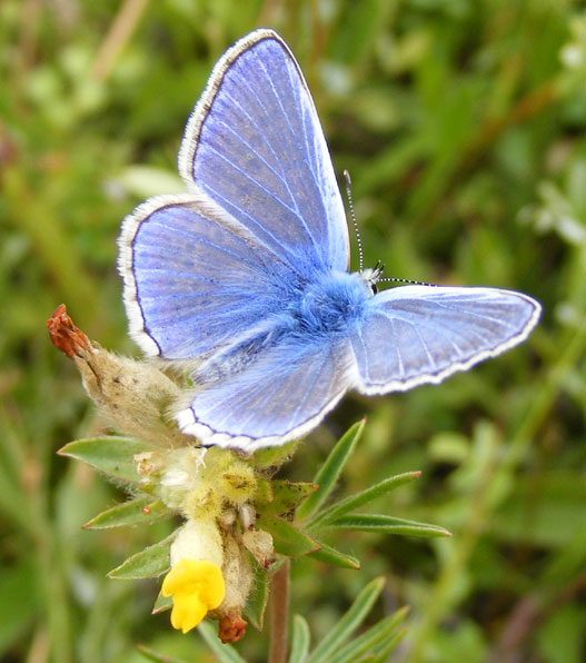 Common Blue