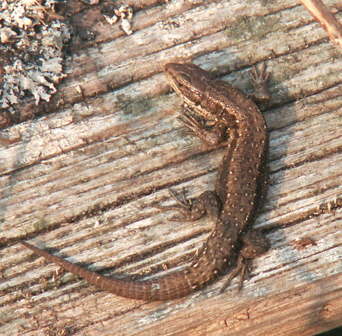 Common Lizard