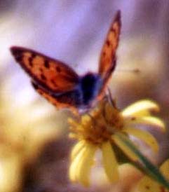 Small Copper (Photograph by Andy Horton)