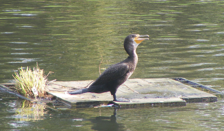 Cormorant on Brooklands