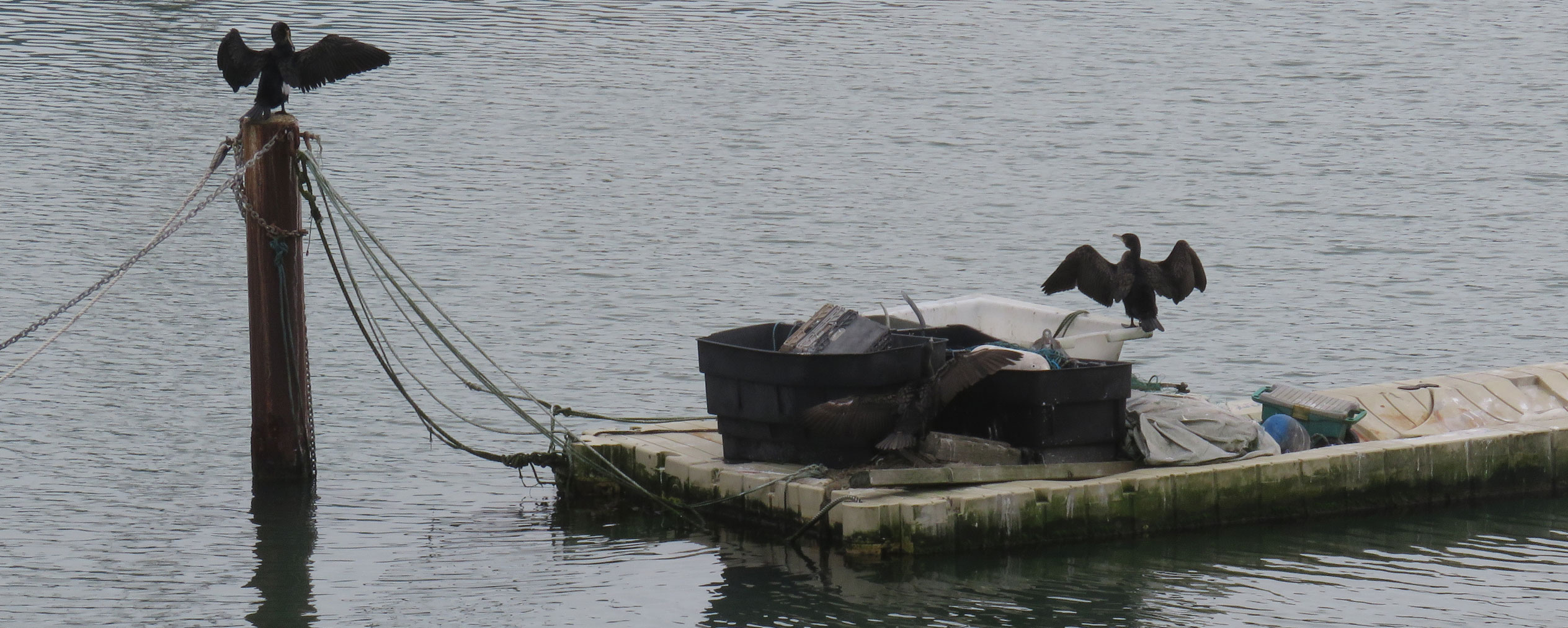 Cormorants