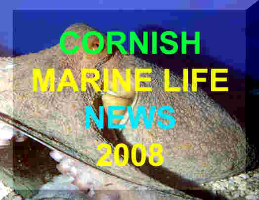 Link to Ray Dennis's Cornish Marine Life Reports for 2008