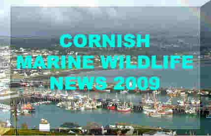 Link to Ray Dennis's Cornish Marine Life Reports for 2009