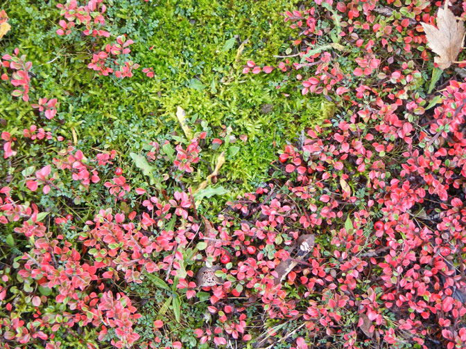 Cotoneaster