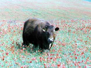 Cow in the field of Poppies to the east of Mill Hill