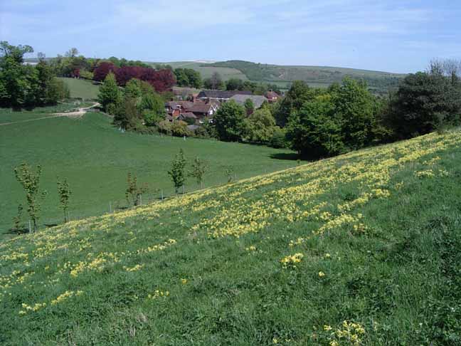 Cowslip meadows (Photograph by Andy Horton)