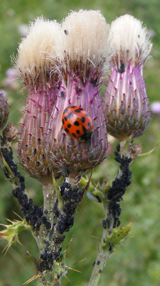 Harlequin Ladybird on Creeping Thistle