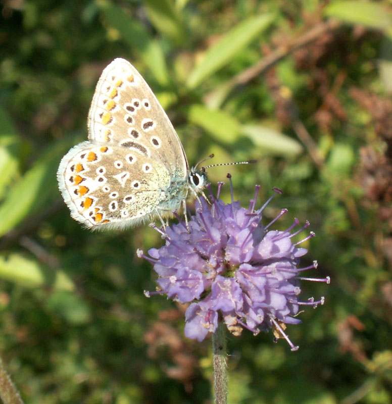 The female Common Blue showing the unusual crescent shape spot on the fore underwing