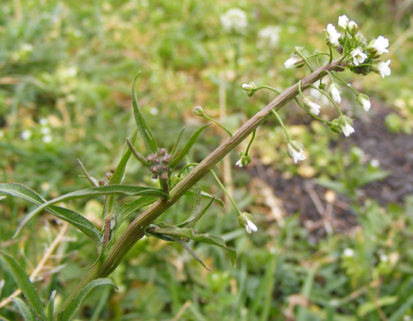 Hairy Bitter Cress (Identity to be confirmed)