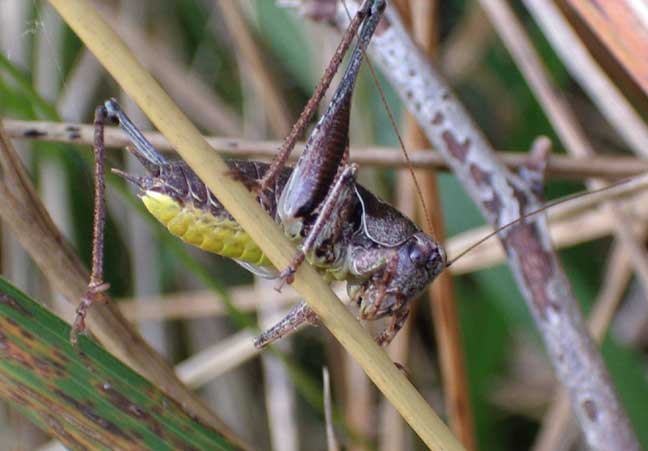 Dark Bush Cricket