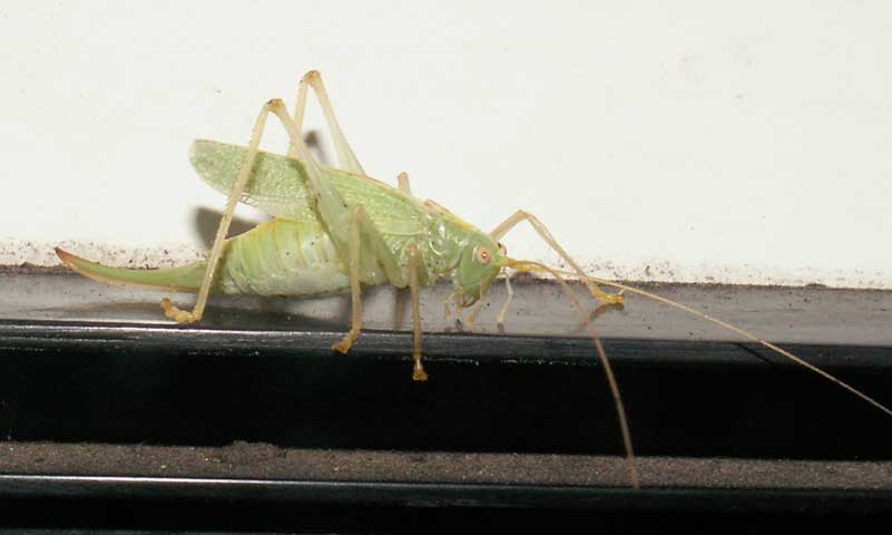 Speckled Bush Cricket