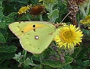 Clouded Yellow Butterfly (Photograph by Ray Hamblett)