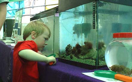 Seashore Aquarium at Adur World Oceans Day 2002