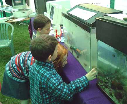 Seashore Aquarium at Adur World Oceans Day 2002 (Photograph by Ray Hamblett)