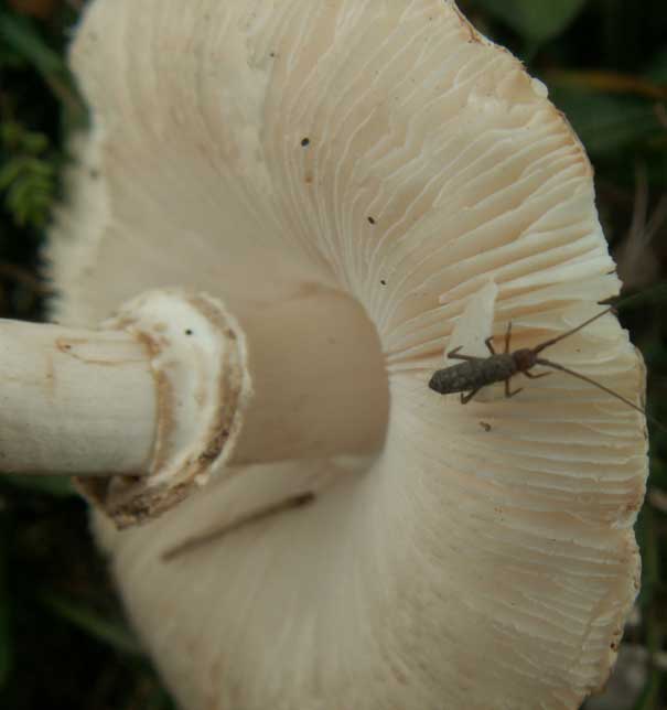 White Dapperling, Leucoagaricus leucothites.