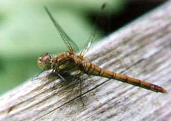 Common Darter (Photograph by Andy Horton)