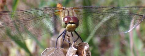 Link to Common Darter images