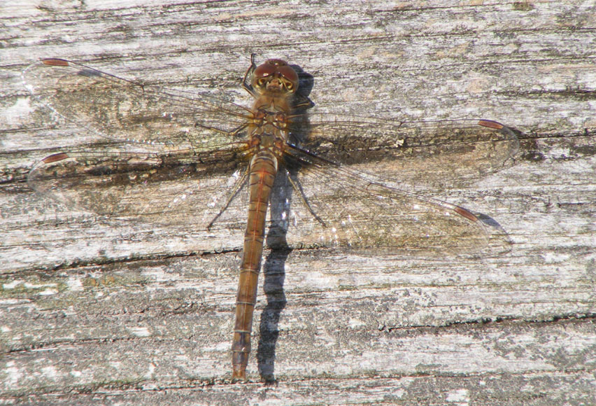 Common Darter