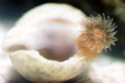 Diadumene cincta on a Dogwhelk shell