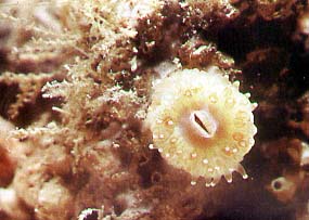 Devonshire Cup Coral