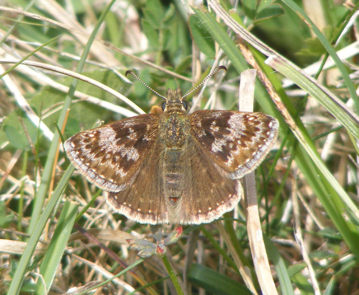 Dingy Skipper