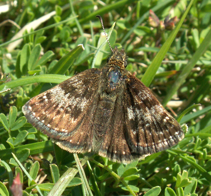 A Dingy Skipper, much darker than normal, from the lower slopes of Mill Hill.