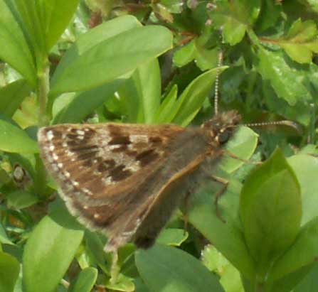 Dingy Skipper