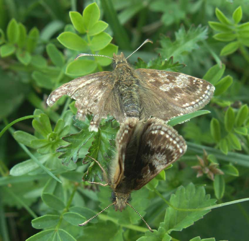 Dingy Skippers mating