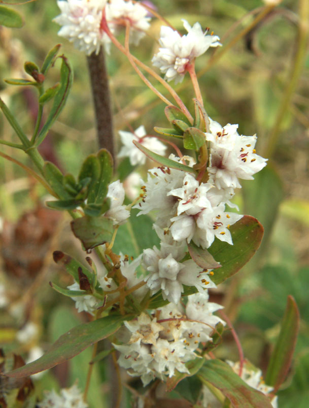 Dodder