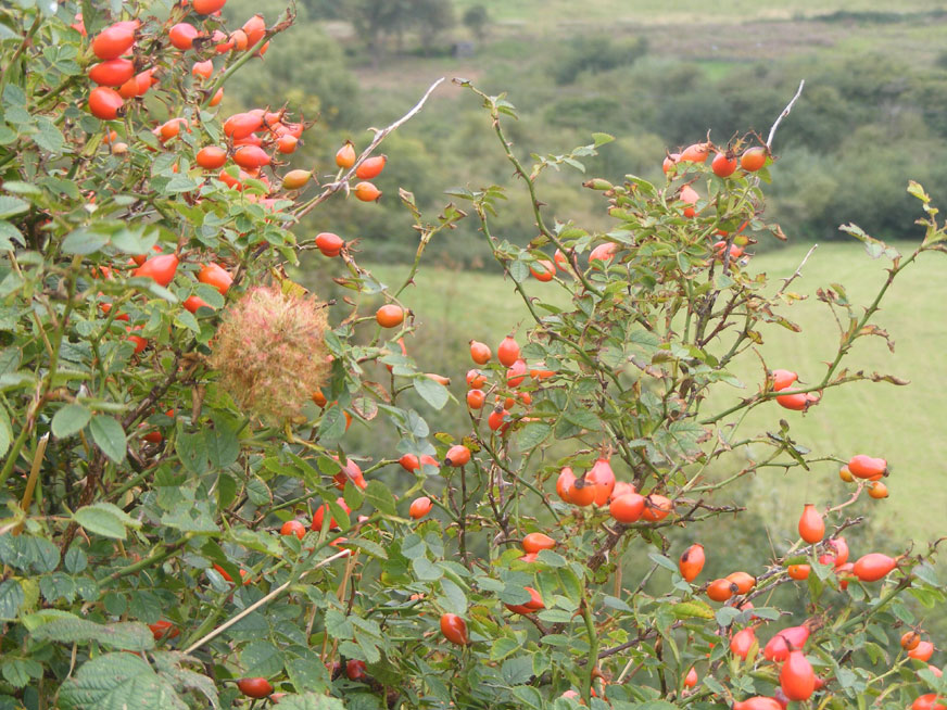 Dog Rose with Robin's Pin Cushion