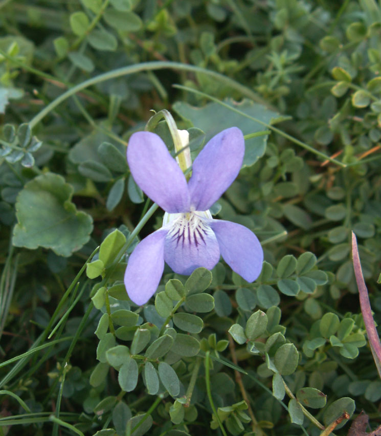 Dog Violet